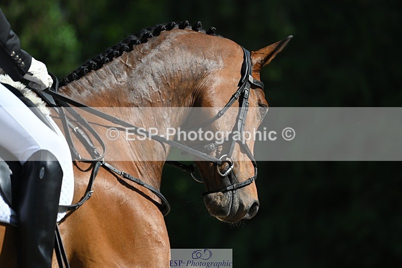 230526-161921-07336 - 255-HI_MR_HENRY-Henry_Hobby-WEDTrotUp+DR