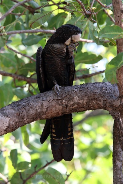  - Australian Birds