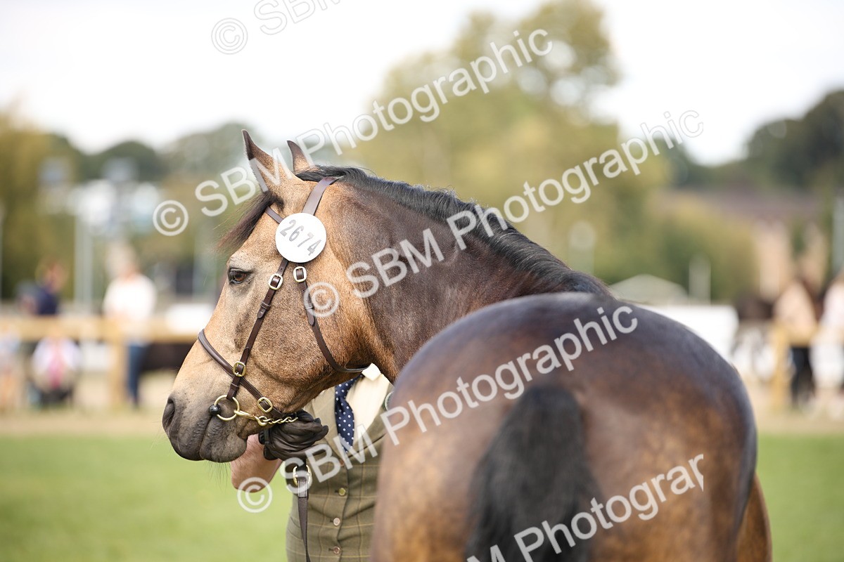 SBM_44476 - S24 - Young Veteran in hand