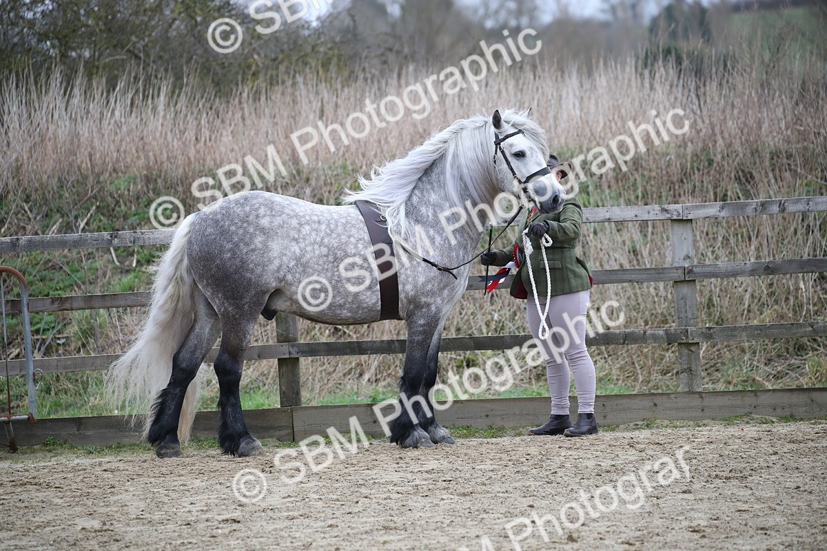 SBM_004071 - Class 1-4 - Young Stock classes Inc. In Hand Championship