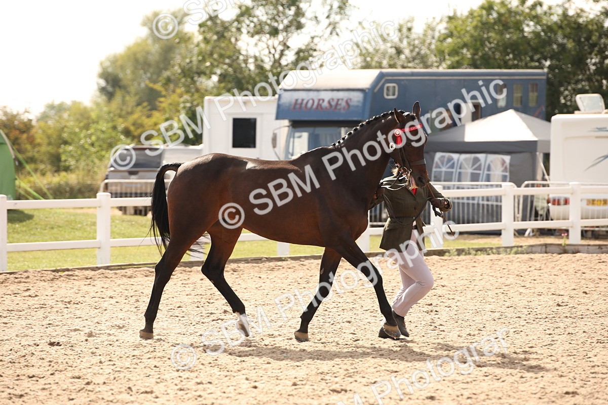 SBM_08195 - Class 27 - IH Competition Horse-Pony