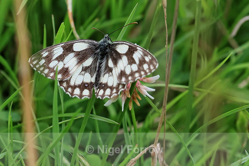 Marbled White, Warburg Nature Reserve, Chiltern Hills, Oxfordshire - INSECTS