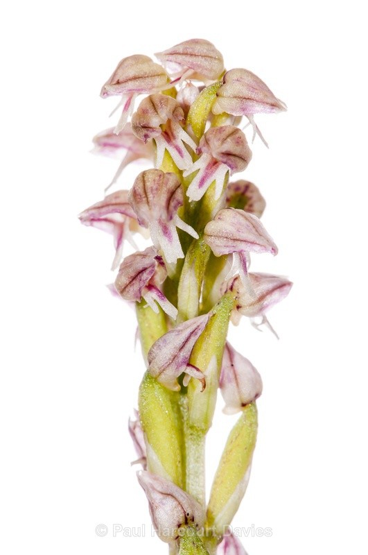 - WB: Orchids - Orchis