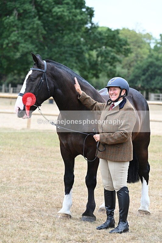 WJ7_0165 - Class 5a Most Handsome Gelding (above 14.2hh)