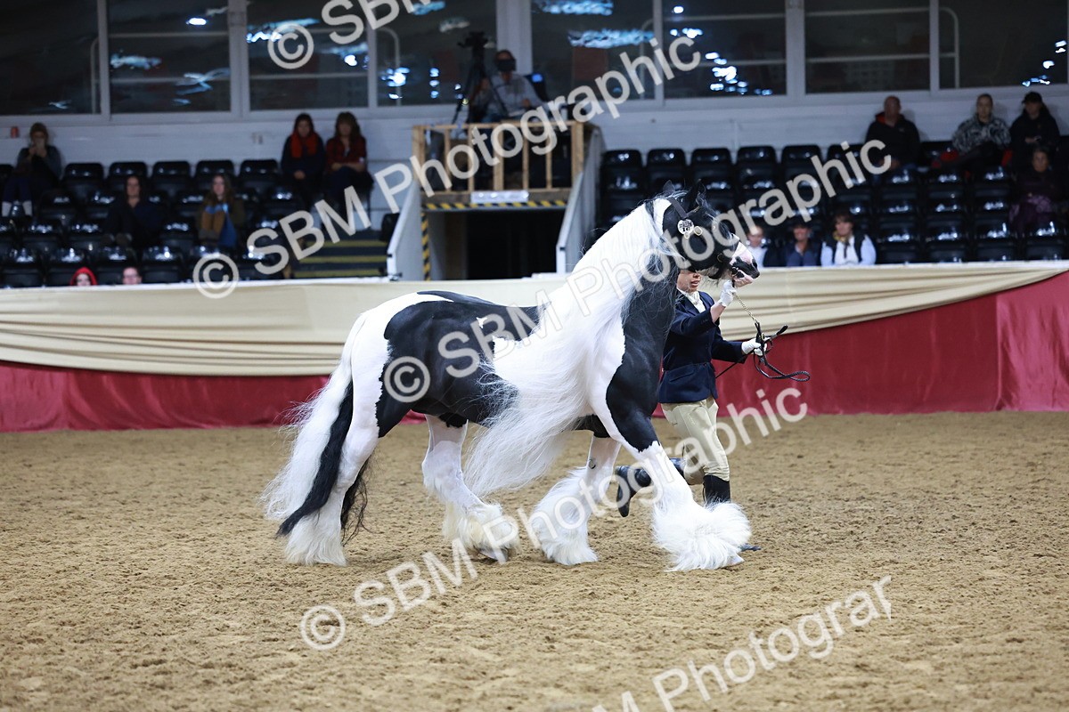 SBM_20488 - Class G - IH Large (over 148cm)Champ