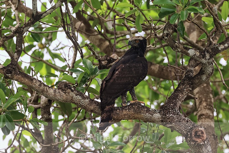 Black Hawk-Eagle, Pantanal, Brazil - Black Hawk-Eagle
