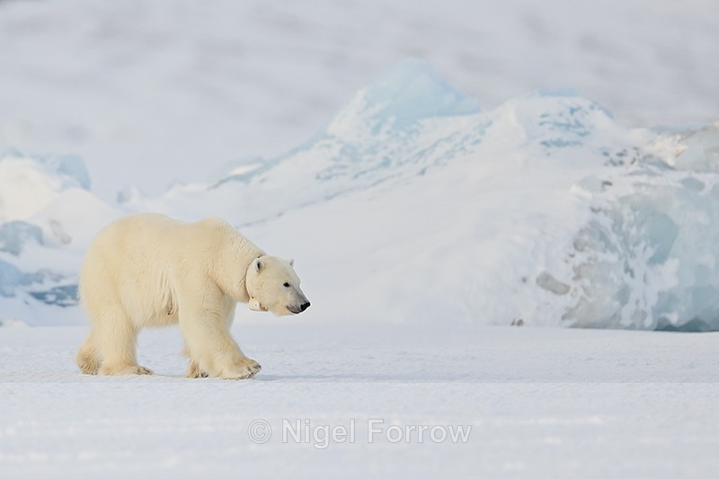 Female Polar Bear with GPS tracking collar, Svalbard, Norway - Polar Bear