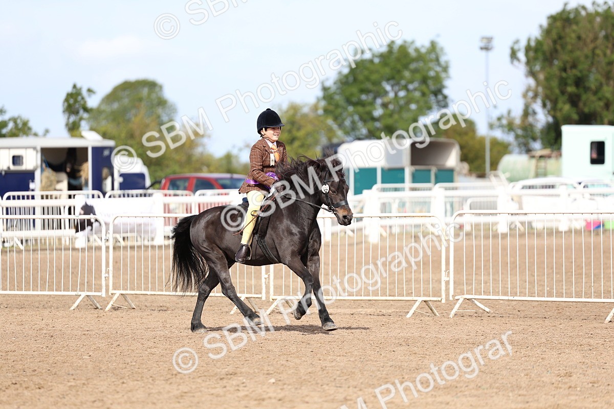 SBM_01941 - Class 18 - Handsomest Gelding - IH or Ridden