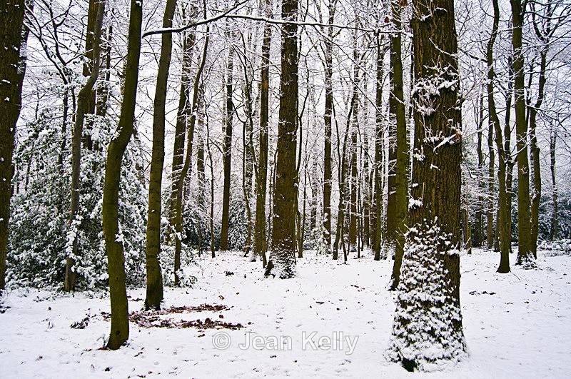 Tree - 0704 - Trees