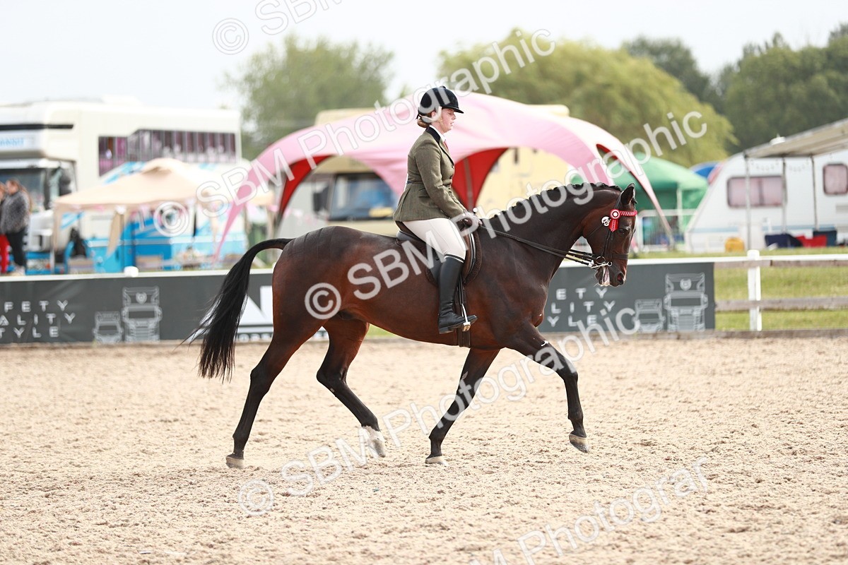 SBM_17559 - Class 215 Ridden Hack/ Riding Horse
