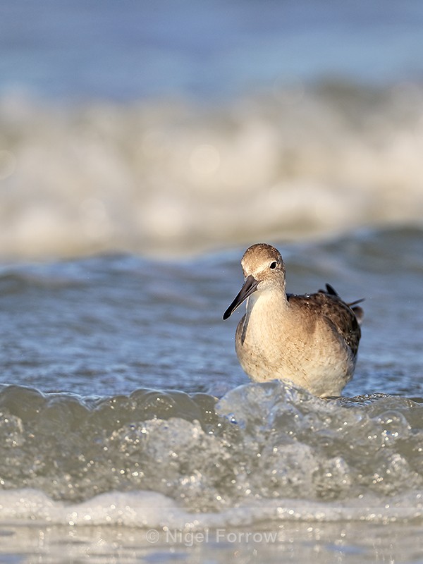Willet in the sea, Fort De Soto Park, Florida - Willet