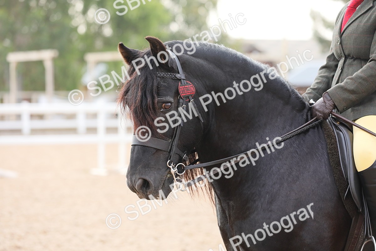 SBM_10034 - Class 302 Ridden M&M -Large Breeds