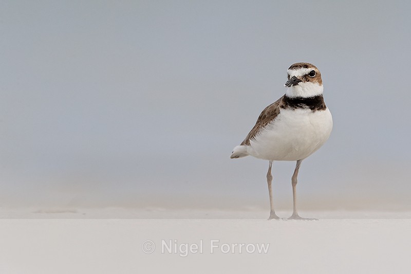 Wilson's Plover, Fort De Soto Park, Florida - Wilson's Plover