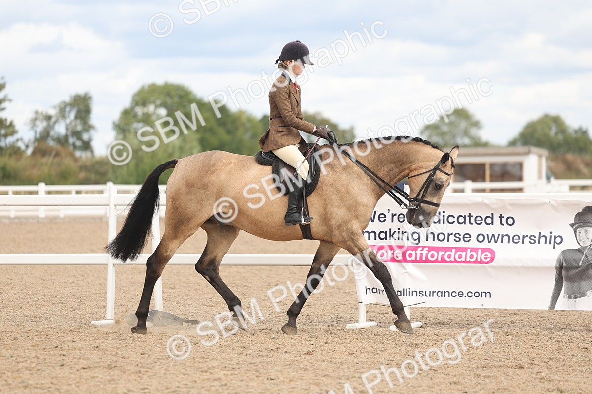 SBM_14729 - Class 308 - Ridden Coloured Horse