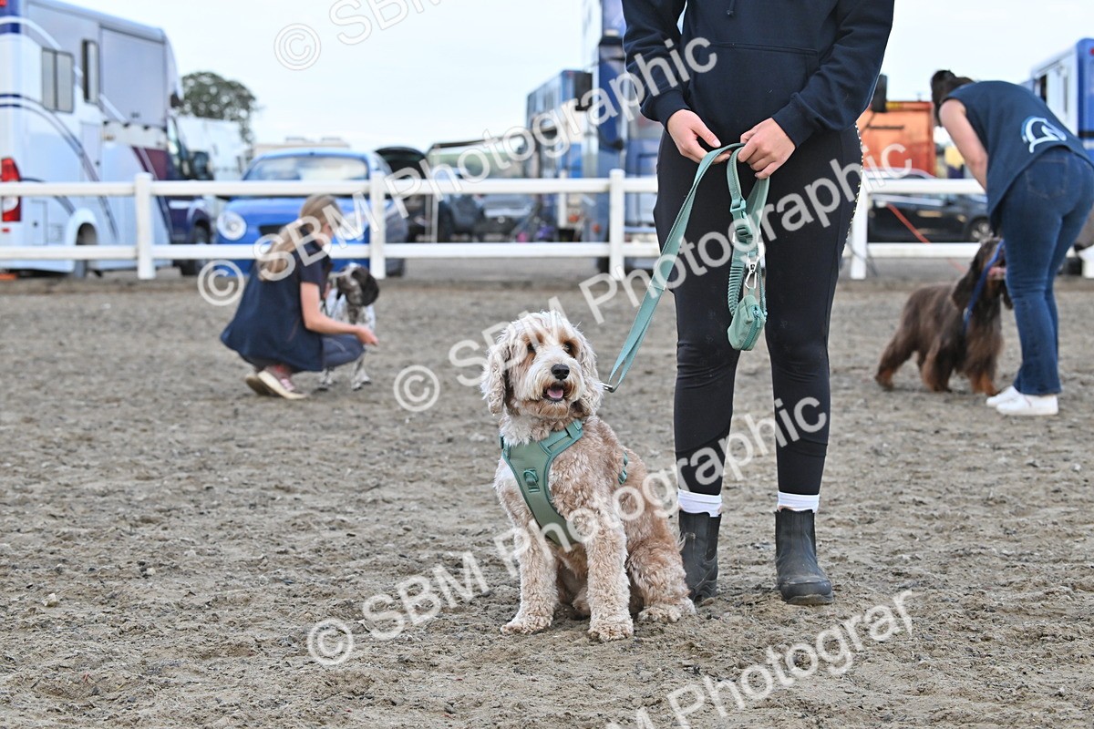SBM_09549 - Lorry Dogs