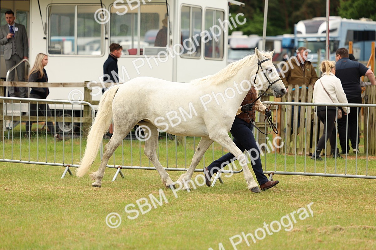 SBM_04165 - Class 64-67 - Shetland Pony In Hand