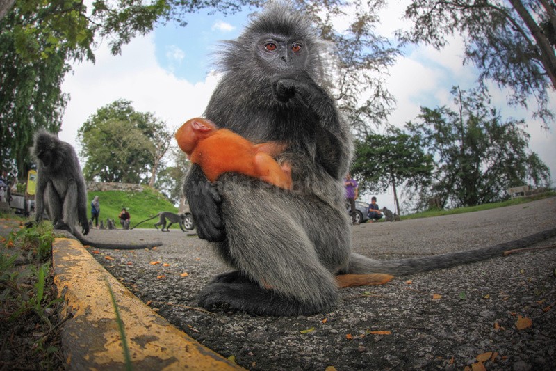  - Urban Wildlife, Kuala Lumpur - Malaysia