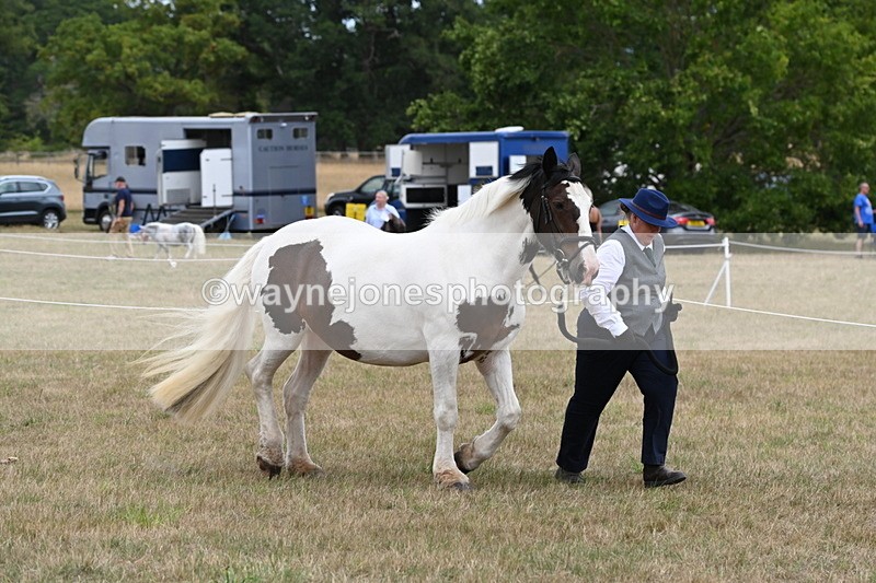 WJ6_5313 - Class 18 In-hand Coloured
