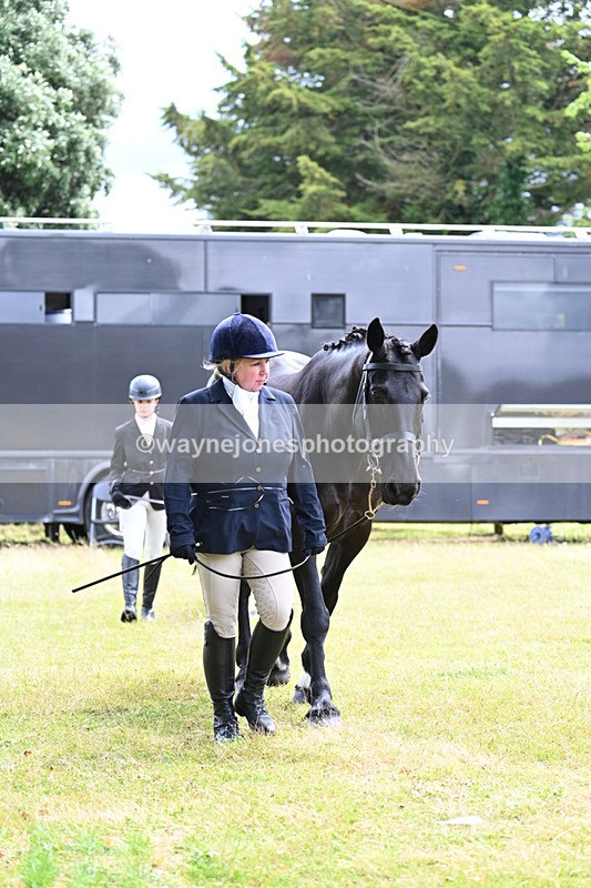 WJ7_6814 - Class 5a Most Handsome Gelding in Hand