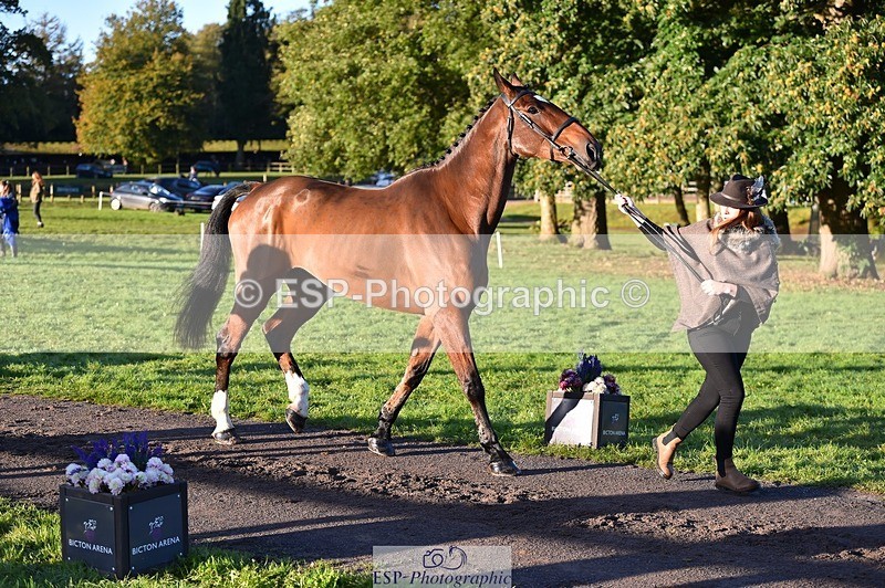 231022-090320-21530 - 627-UNNAMED.(815881)-Pollyanne.Adams-TrotUp+SJ