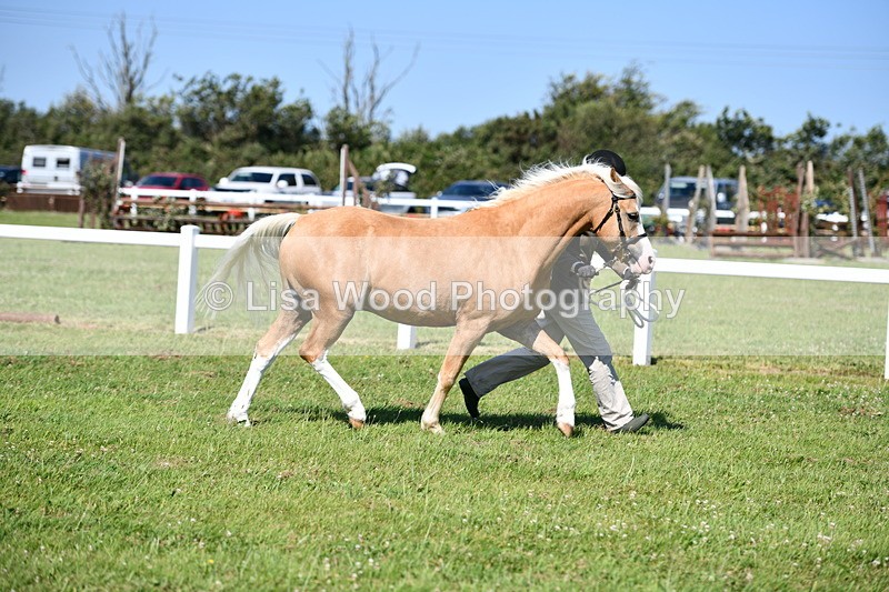 DSC_6422 - Class 53: NPS M&M 4 years and over Small Breeds
