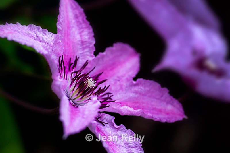 Purple Clematis - DSC_5000 - Purple