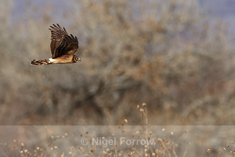 Northern Harrier flying, wings up, Bosque del Apache, New Mexico - Northern Harrier