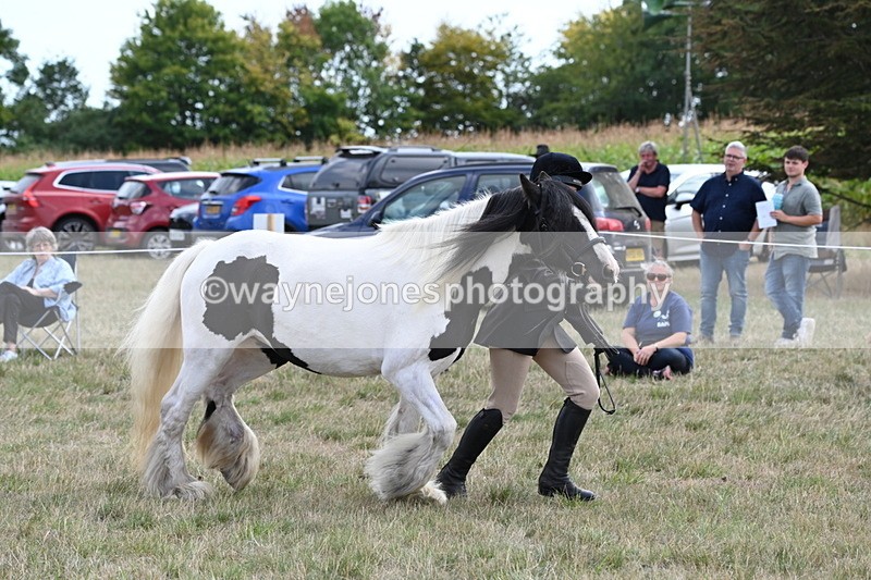 WJ6_6652 - Class 20 In-hand Cob