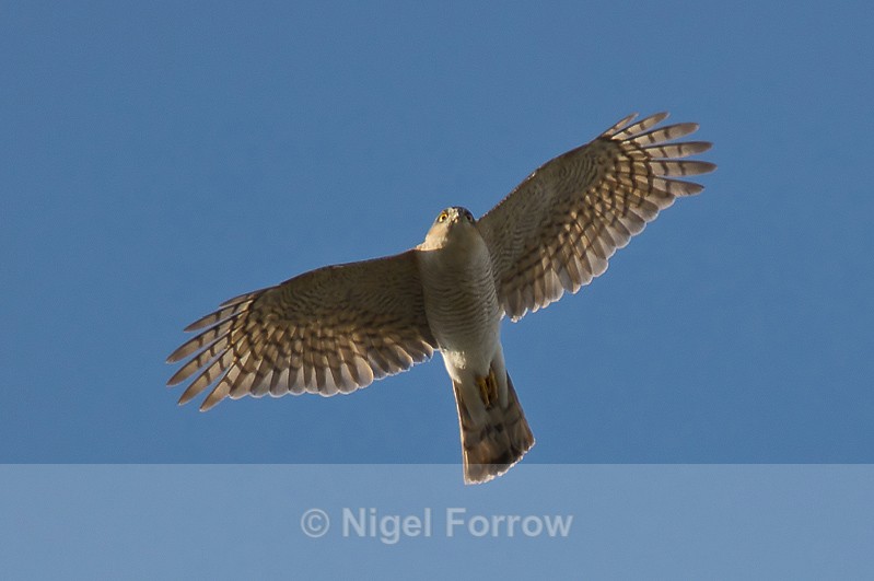 Sparrowhawk (male) in flight, Abingdon