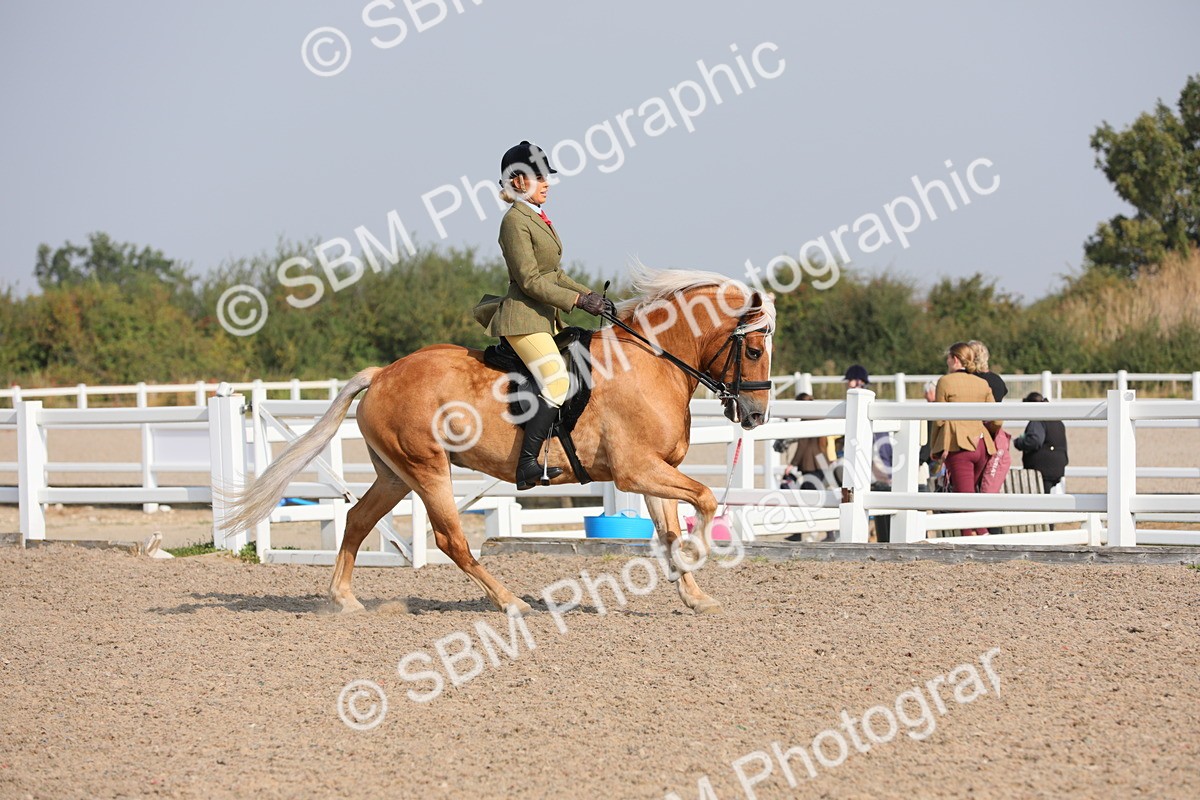 SBM_11347 - Class 305 Ridden Foreign Breeds- Pure Bred