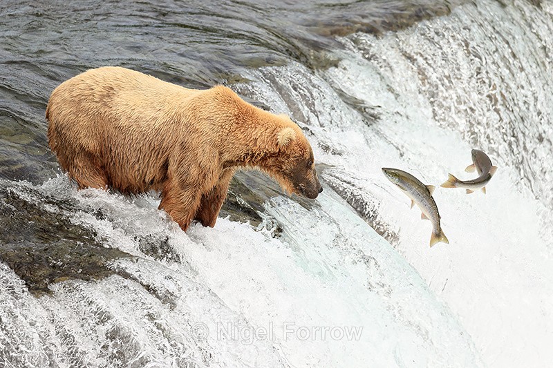 Brown Bear and jumping Sockeye salmon eye-to-eye, Brooks Falls, Alaska - Brown Bear