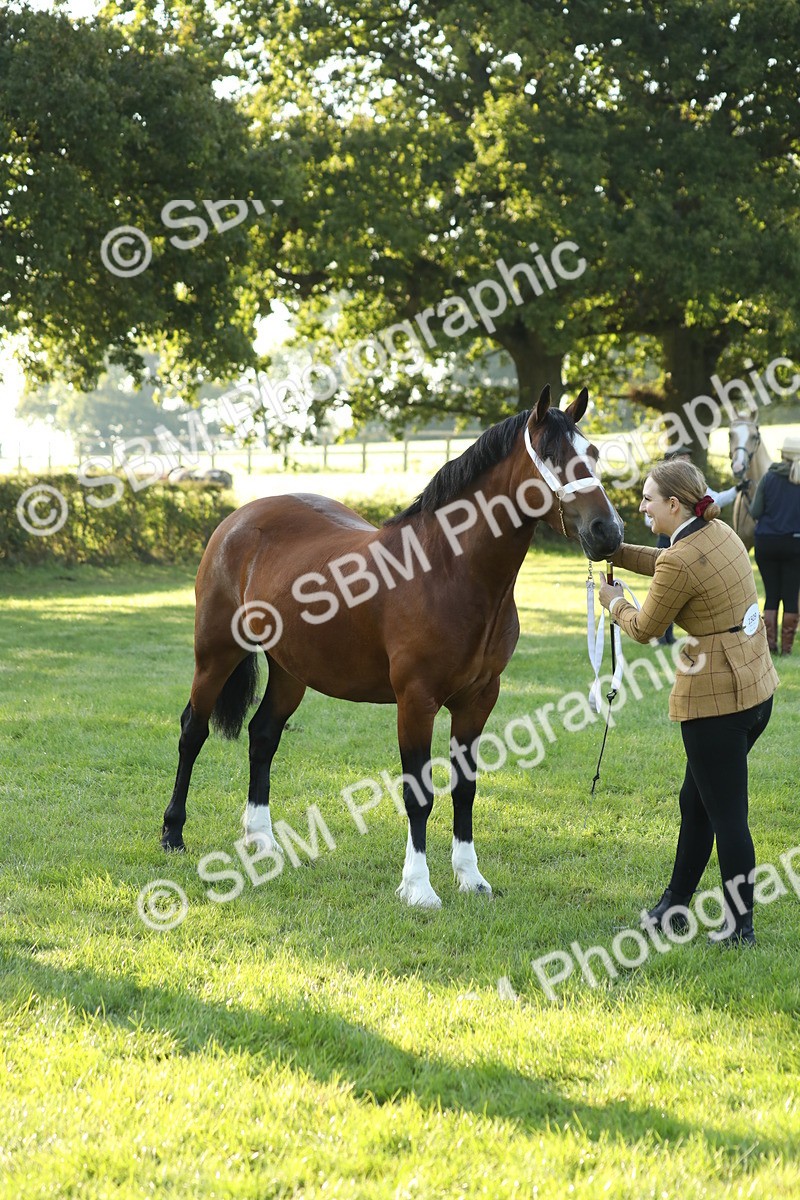 SBM_57955 - S42 - Youngstock