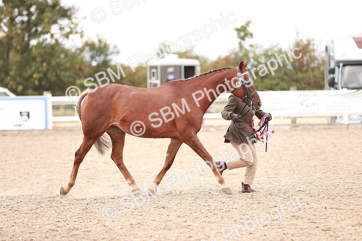 SBM_16946 - Class 415 - Horse-Pony Judge would most like to take home