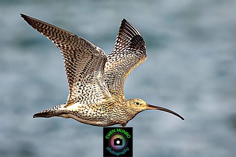 BBW-15-Curlew by Loch Na Keal - Water-based Birds
