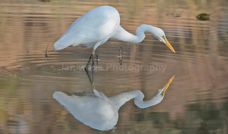 Herron fishing in a pool at  Ranthambore Natioal Park - Indian - People, Culture, Wildlife & landscape