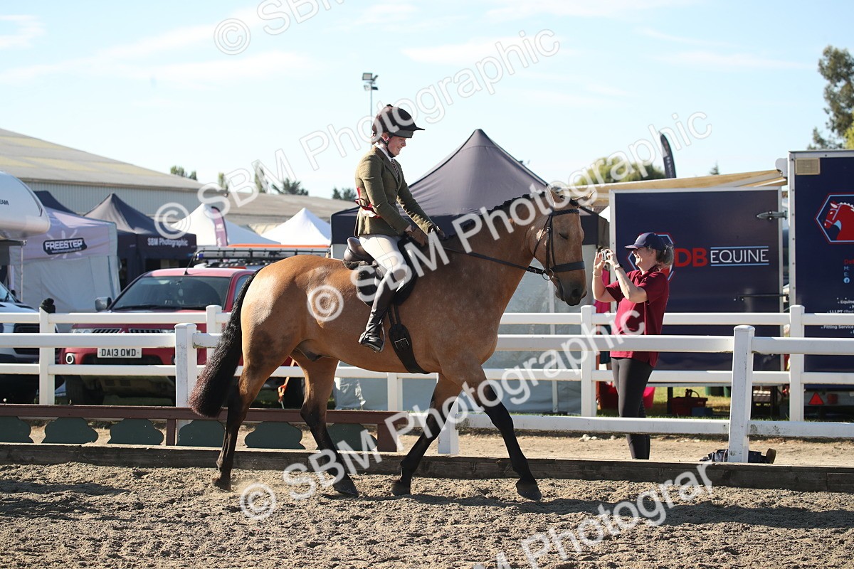 SBM_11353 - Class 501 -Riding Club Pony