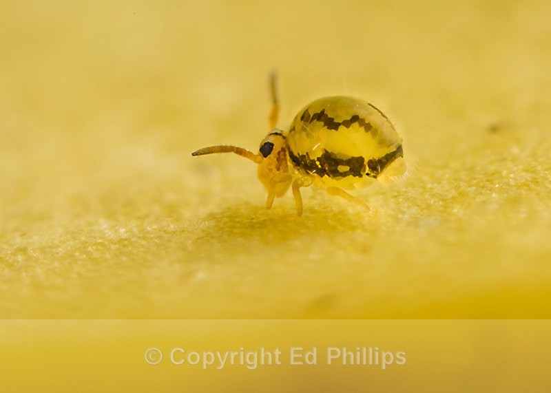 Sminthurinus elegans - Sminthurinus elegans