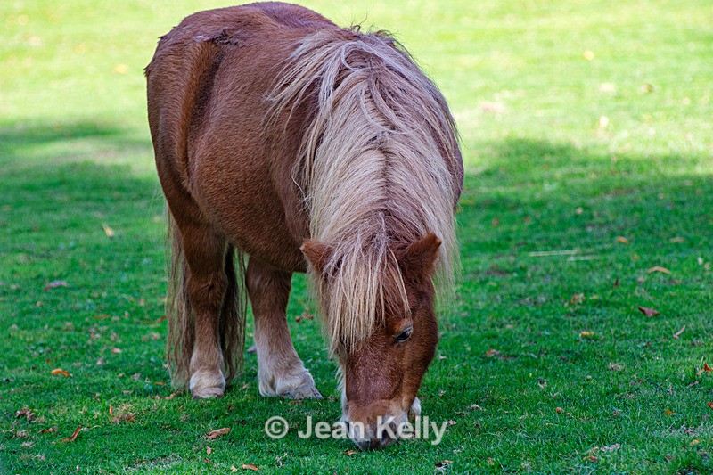 Shetland Pony - DSC_5370 - Equine