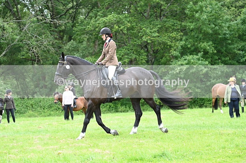 WJ7_4119 - Class 14A Handsome Gelding