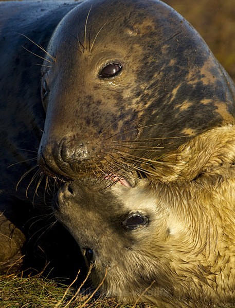 GREY SEAL ( FEMALE & PUP ) - GREY SEALS & PUPS GALLERY