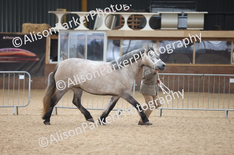 20251109-1216 - Supreme Championship