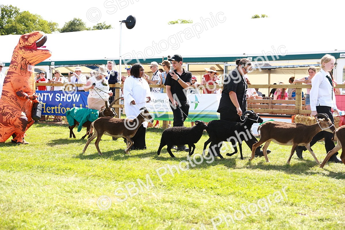 SBM_08404 - Grand Parade