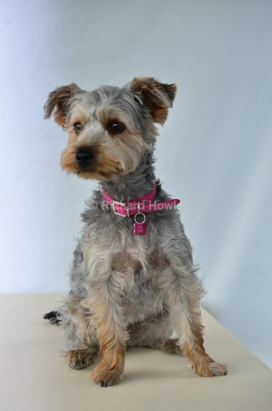 RAH_4164 - Pet Photography