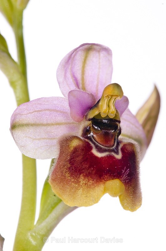  - WB: Orchids - Ophrys