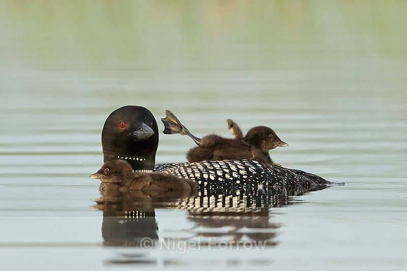 Common Loon chick waves leg, Minnesota - Great Northern Diver