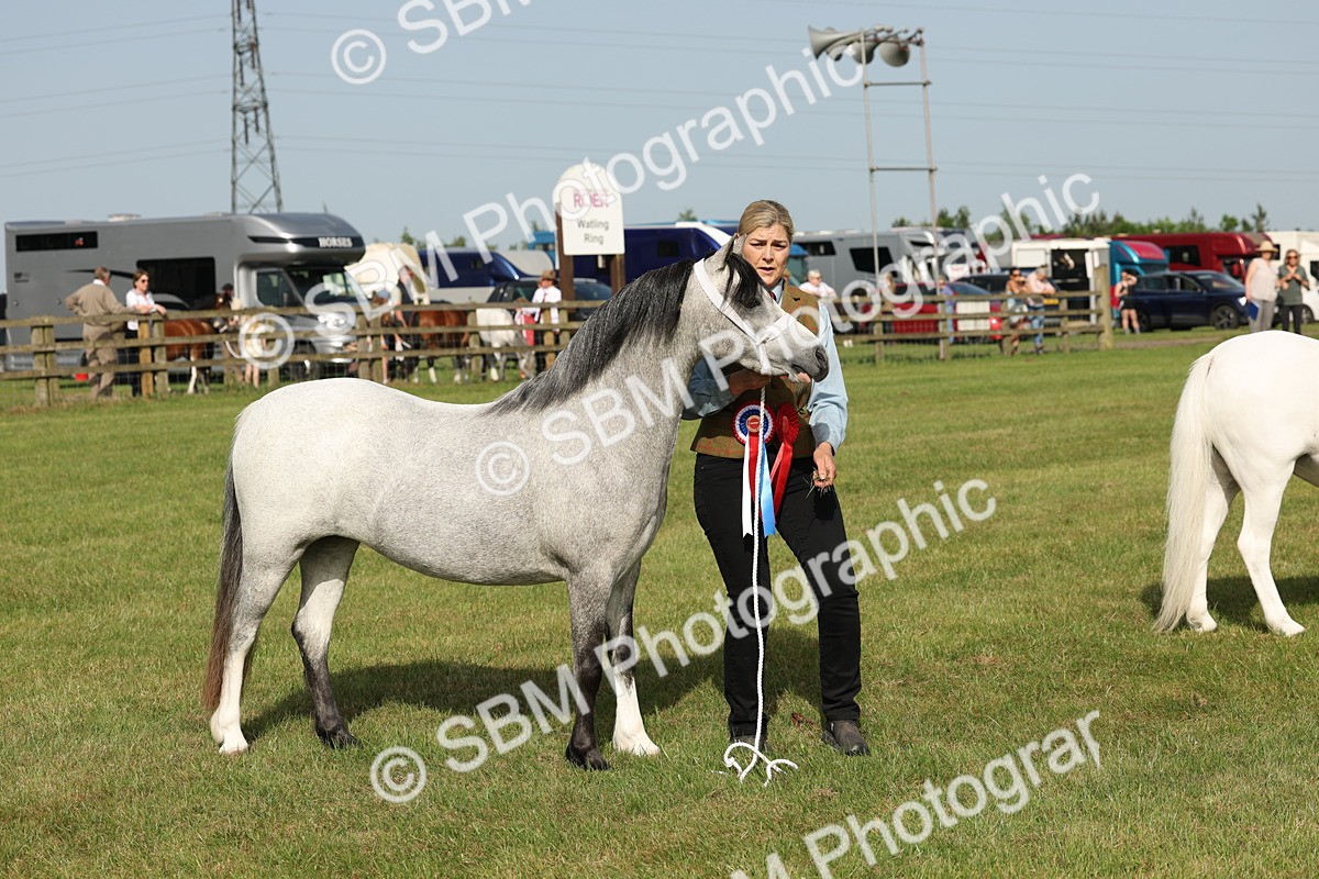 SBM_00655 - Class 6-13 - Mountatin and Moorland In Hand Welsh Breeds