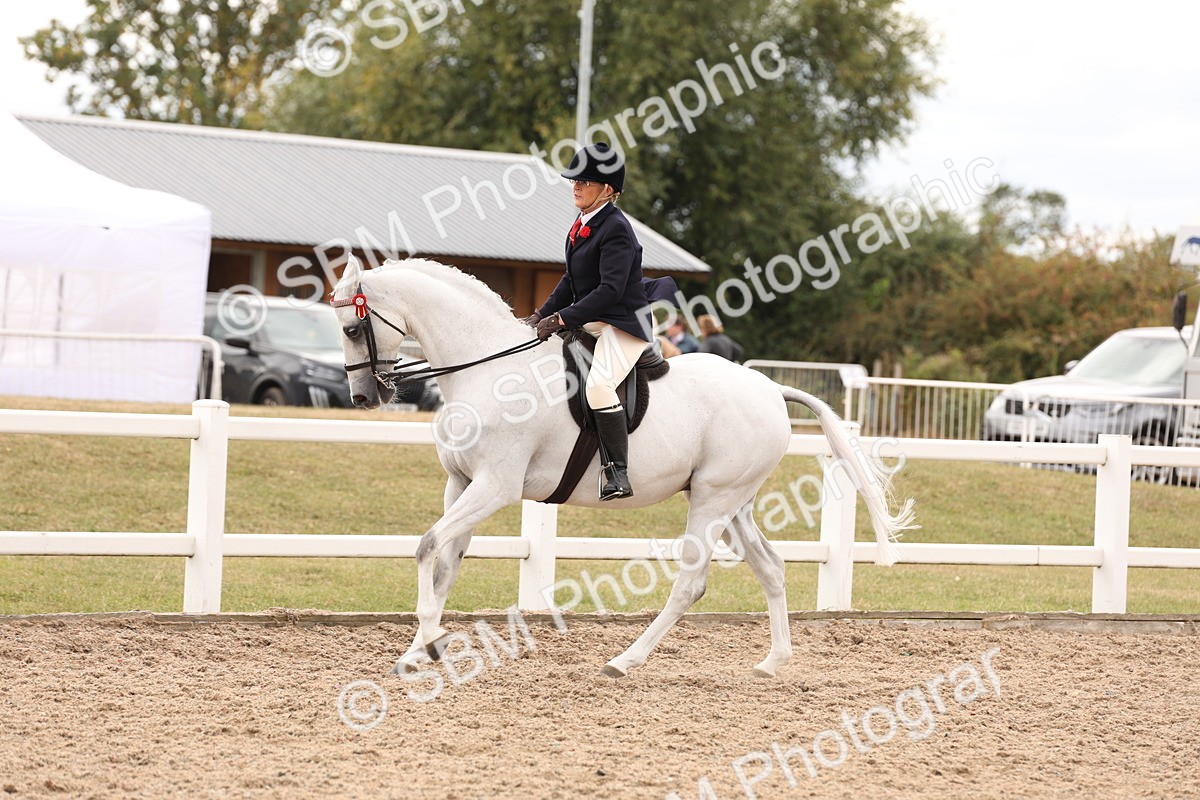 SBM_17344 - Class 214 - Ridden Hack Riding Horse