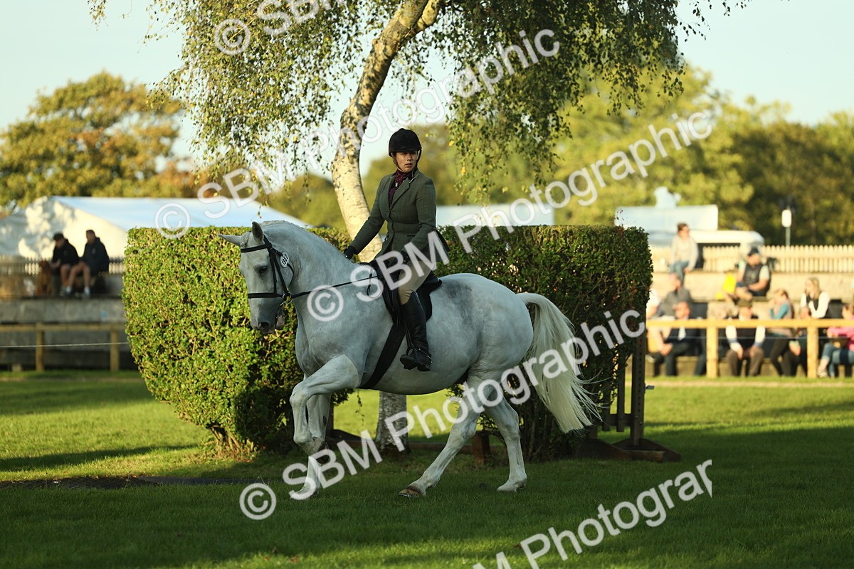 SBM_55546 - S14 - Riding Club Horse