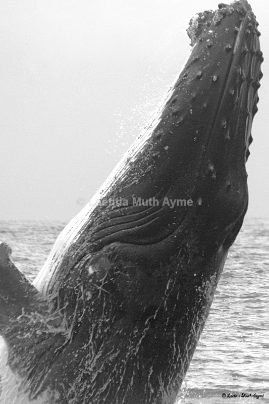 IMG_8324 Mayotte - Marine wildlife