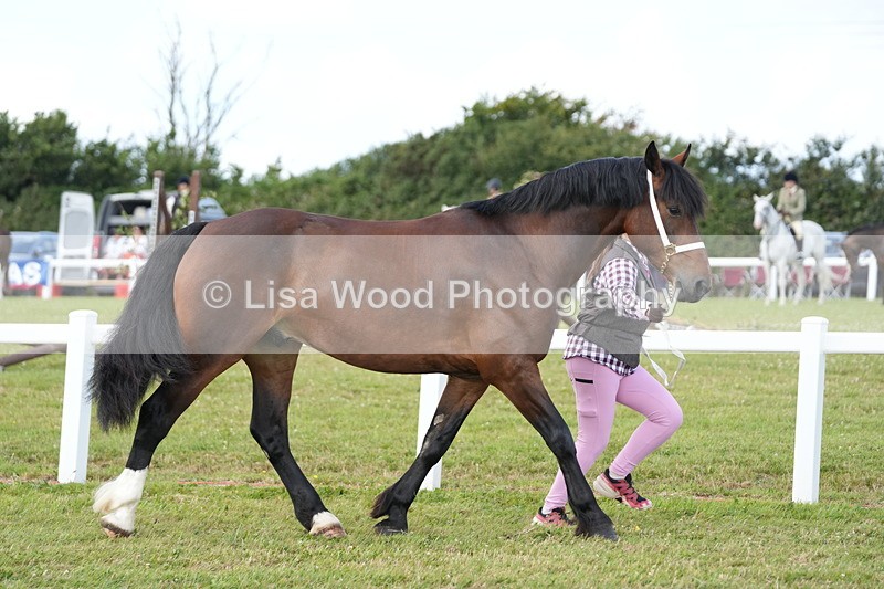 DSC05757 - Class 51: NPS M&M 4 years and over Large Breeds